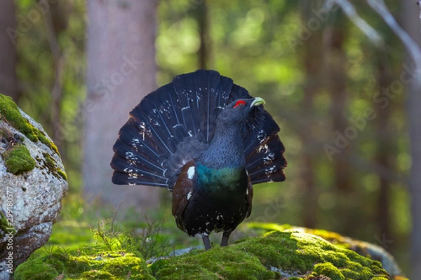 Fototapeta Głuszec (Tetrao urogallus) samiec w środkowoeuropejskim lesie