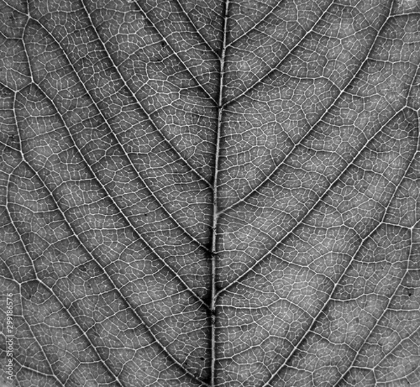 Obraz monochrome full frame close up of a leaf showing veins and cell details