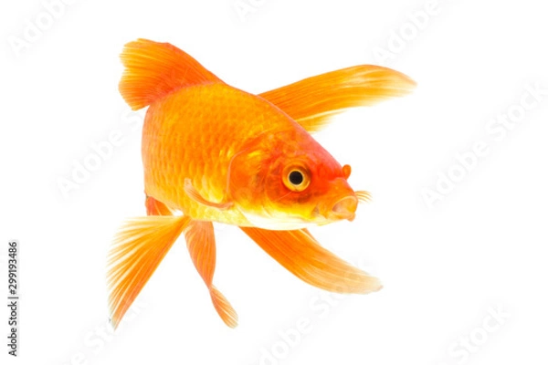 Obraz Gold fish isolated on a white background