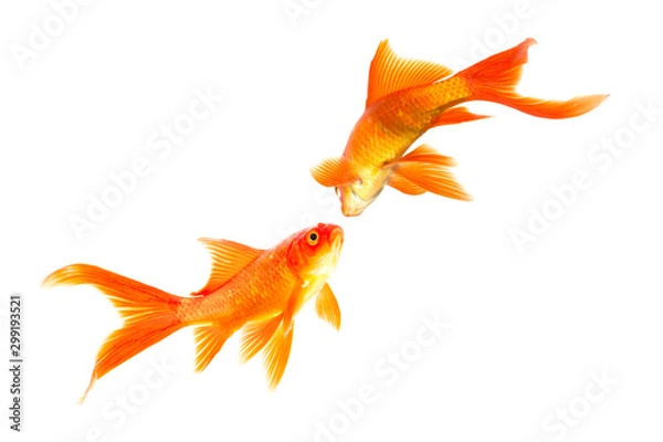 Obraz Gold fish isolated on a white background