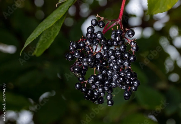 Obraz elderberries on tree in late fall