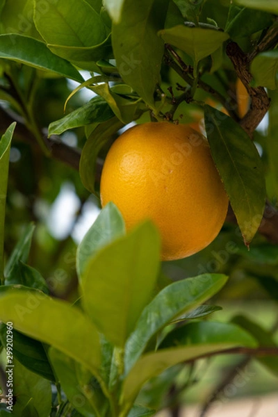 Fototapeta Orange tree with a single fruit 