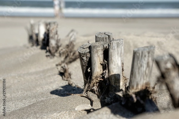 Obraz branchs on beach 