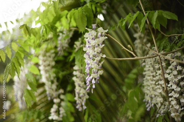 Obraz Wisteria and palm tree