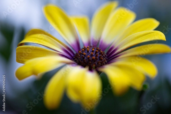 Obraz yellow purple flower