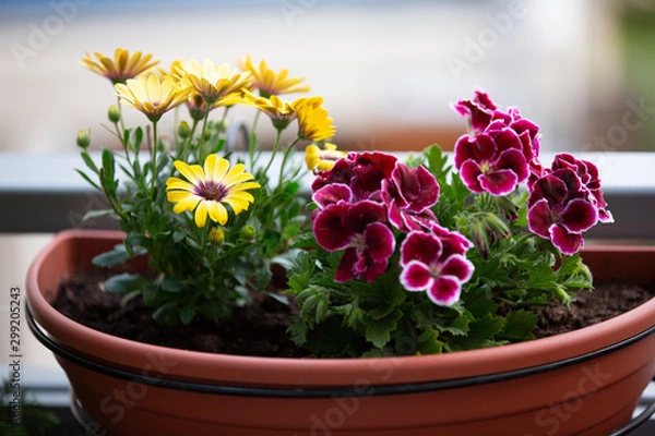 Obraz flowering plants in flower box