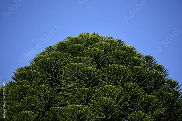 Obraz Araucaria tree