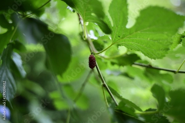 Obraz Blackberry tree