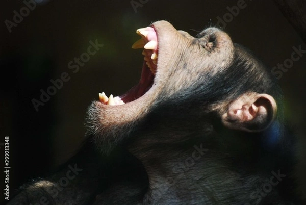 Obraz Monkey yowning