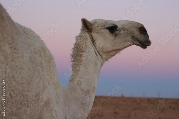 Fototapeta Picture of a camel at sunset