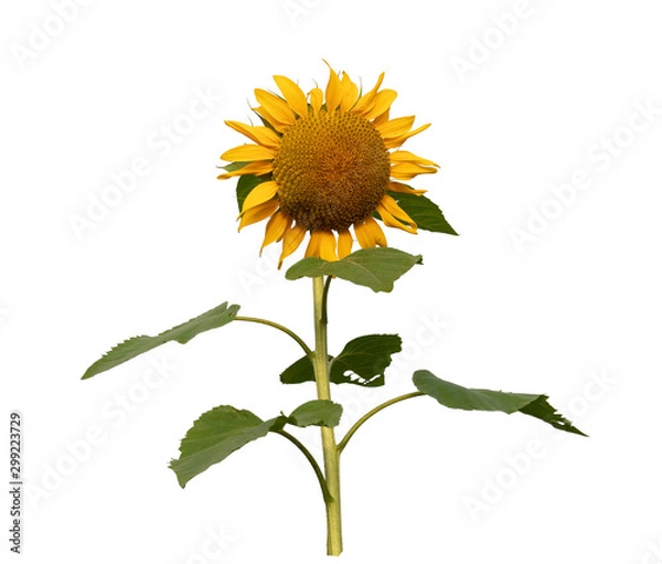 Fototapeta Flower of sunflower isolated on white background. Seeds and oil. Flat lay,