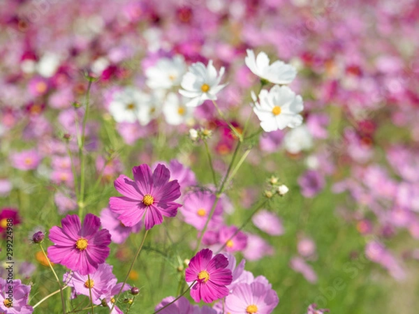 Fototapeta コスモス畑