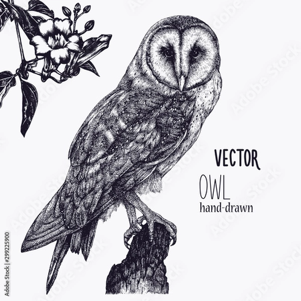 Obraz Vector hand drawn ink pen illustration. Barn Owl sitting on a tree stump. Flower decoration in the corner. One color design. Isolated image. Sketch artwork