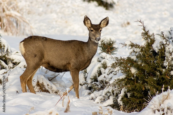 Fototapeta deer in winter
