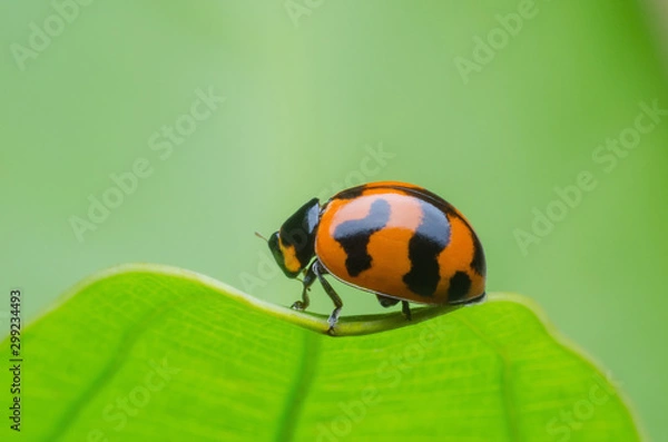 Obraz ladybug on green leaf