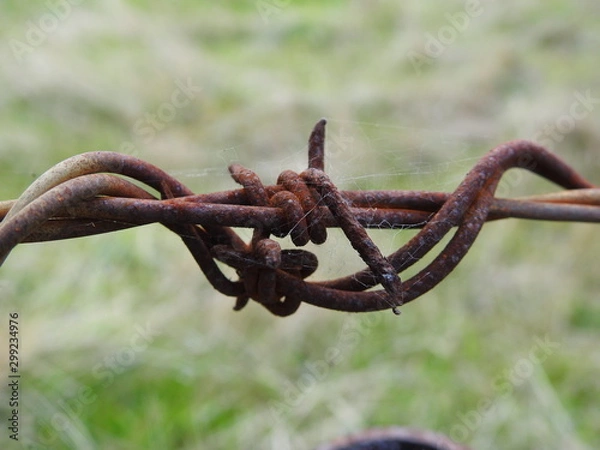 Obraz rusted barbed wire fence