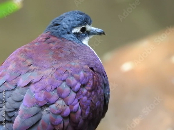 Obraz colourful pigeon