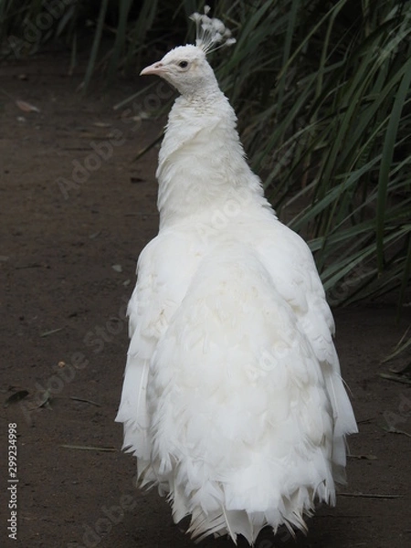 Obraz white peacock