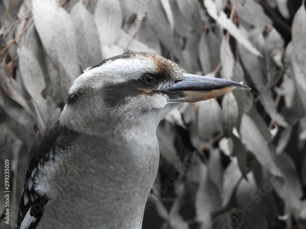 Obraz kookaburra close up