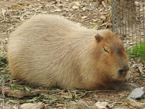 Obraz capybara resting