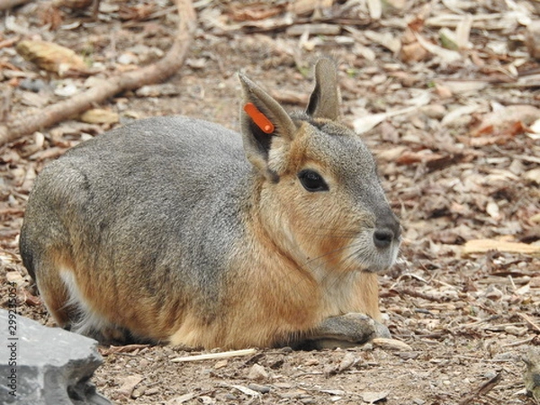 Obraz Patagonian mara