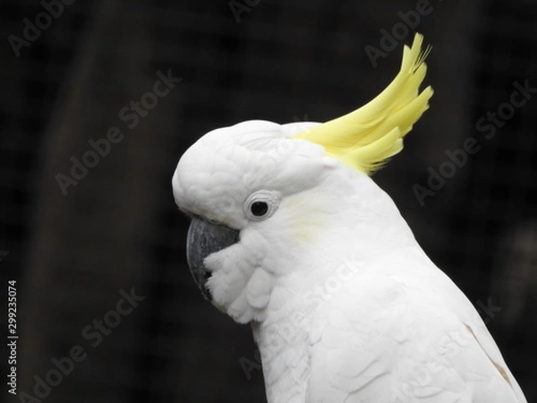 Obraz cockatoo close up