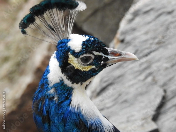 Obraz peacock close up