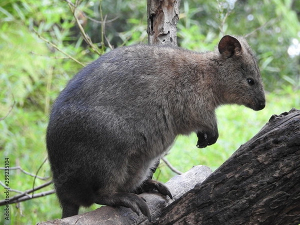 Obraz marsupial in australia