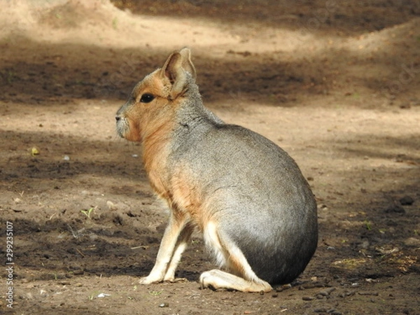 Obraz Patagonian mara