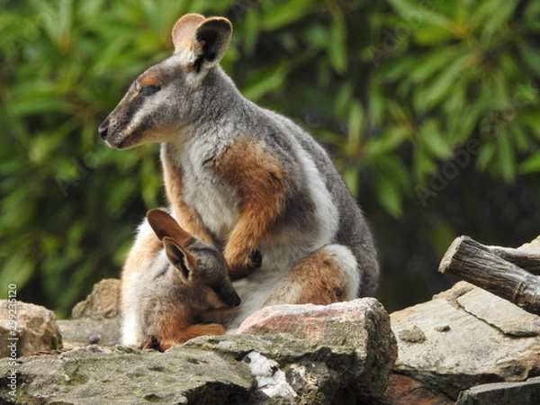 Obraz Yellow Footed Rock Wallaby