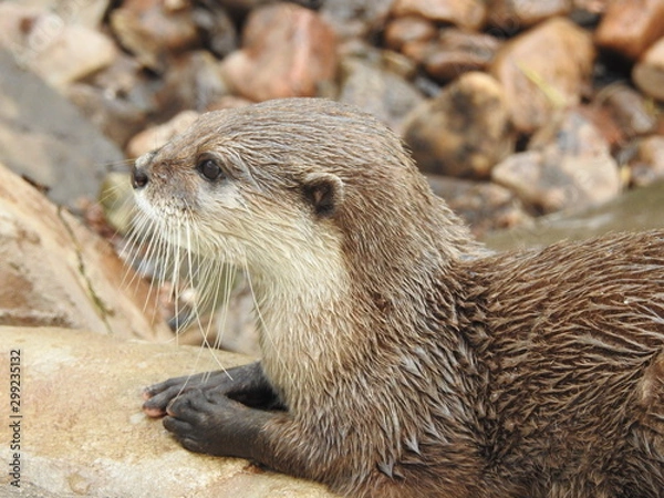 Fototapeta otter close up