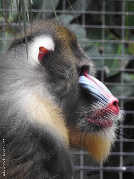 Obraz mandrill side view