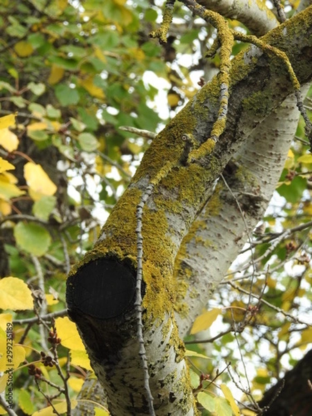 Obraz colourful tree