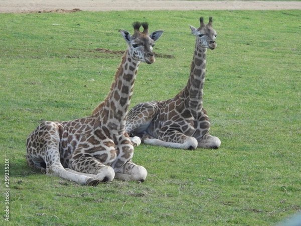 Obraz giraffes in park