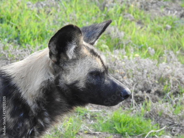 Obraz African Painted Dog