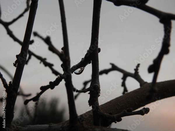 Obraz water droplets on branches