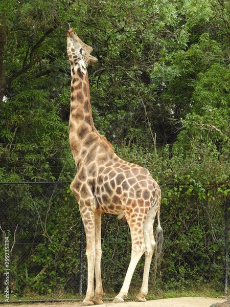 Obraz giraffe at the zoo