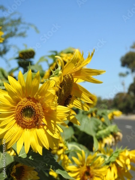 Obraz sunflower in field