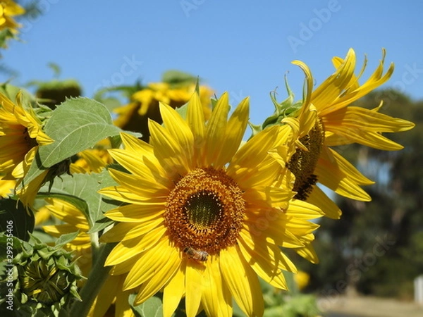 Obraz sunflower in the field