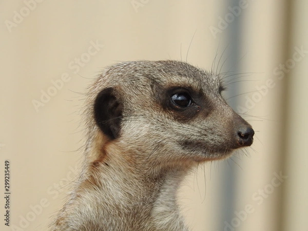 Obraz meerkat on guard