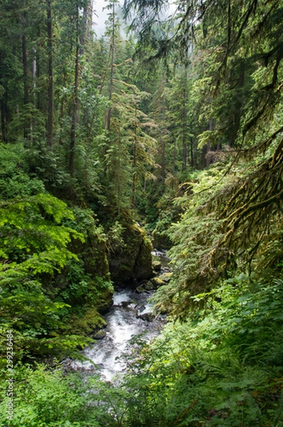 Fototapeta stream through temperate rain forest