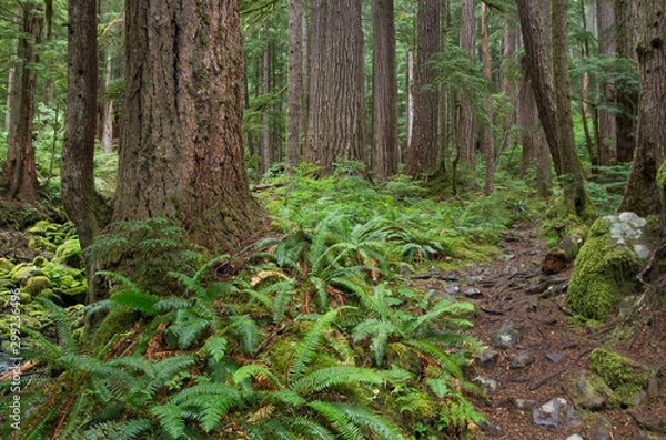 Obraz Tree trunks in temperate rain forest