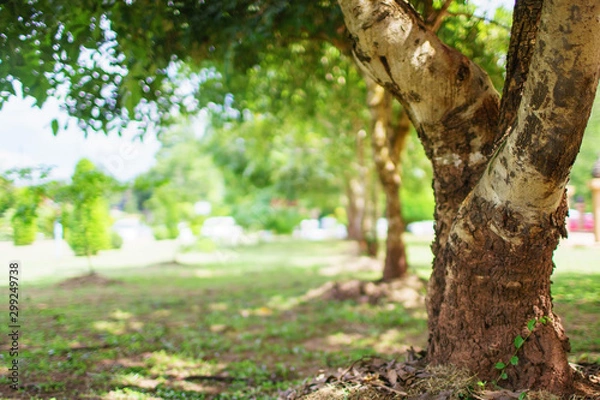 Fototapeta tree in forest park with space