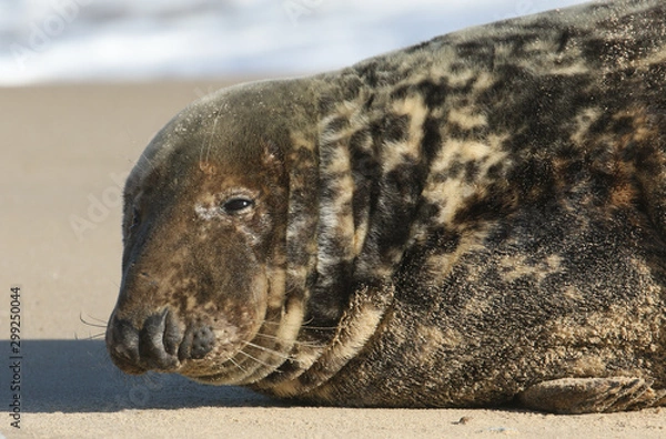 Fototapeta A head shot of a Grey Seal, Halichoerus grypus, relaxing on the beach.