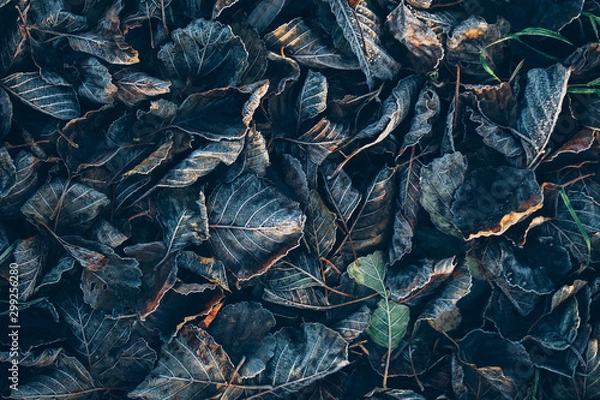 Fototapeta Background of autumn leaves in the frost to october or november