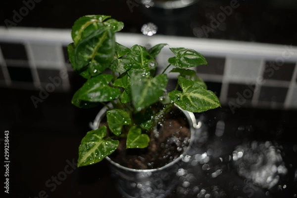 Obraz little tree with water