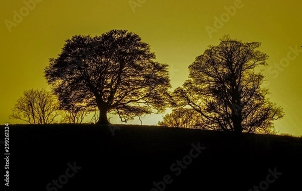 Fototapeta tree in sunset