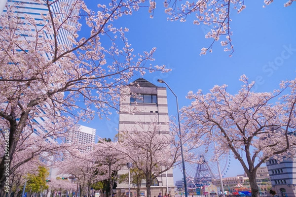 Fototapeta 満開の桜と横浜みなとみらいの街並み