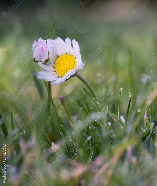 Fototapeta Gänseblümchen 2