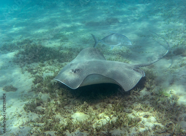Fototapeta Honeycomb stingray (Himantura uarnak) at the bottom of the sea.